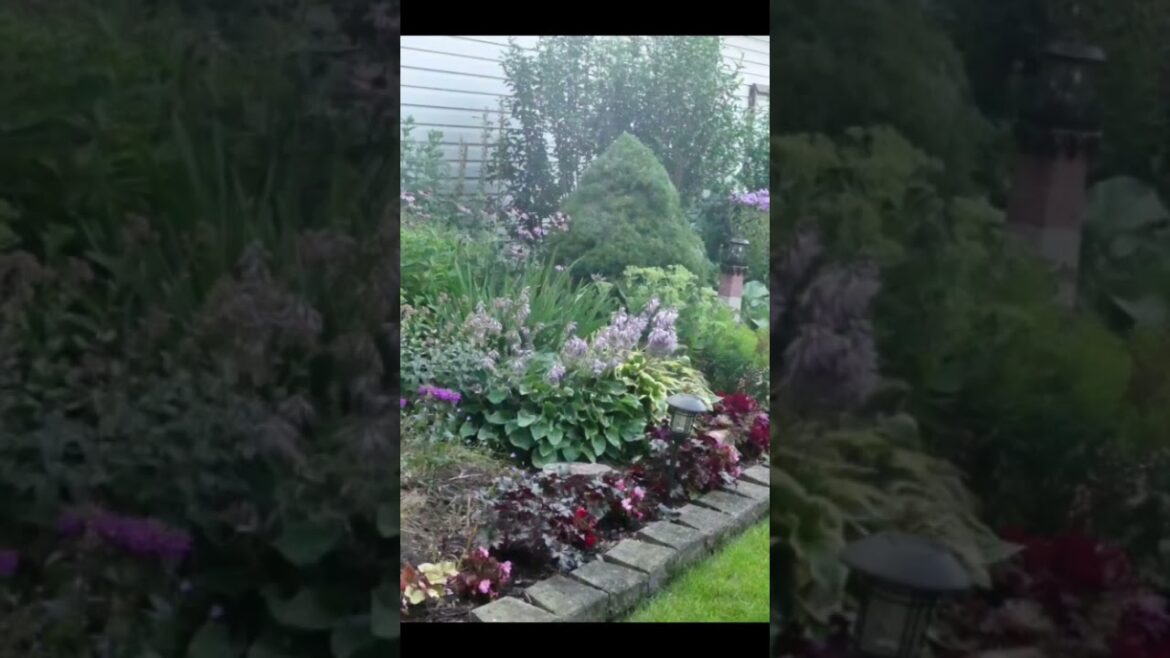 landscape Gardening  favorites #shorts #gardening #gardeningmakesmehappy #plants