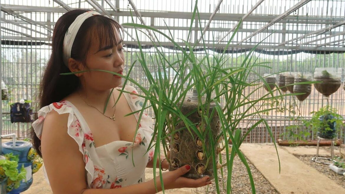 Great Idea | How To Grow Garlic In Plastic Containers At Home  - Garden Ideas