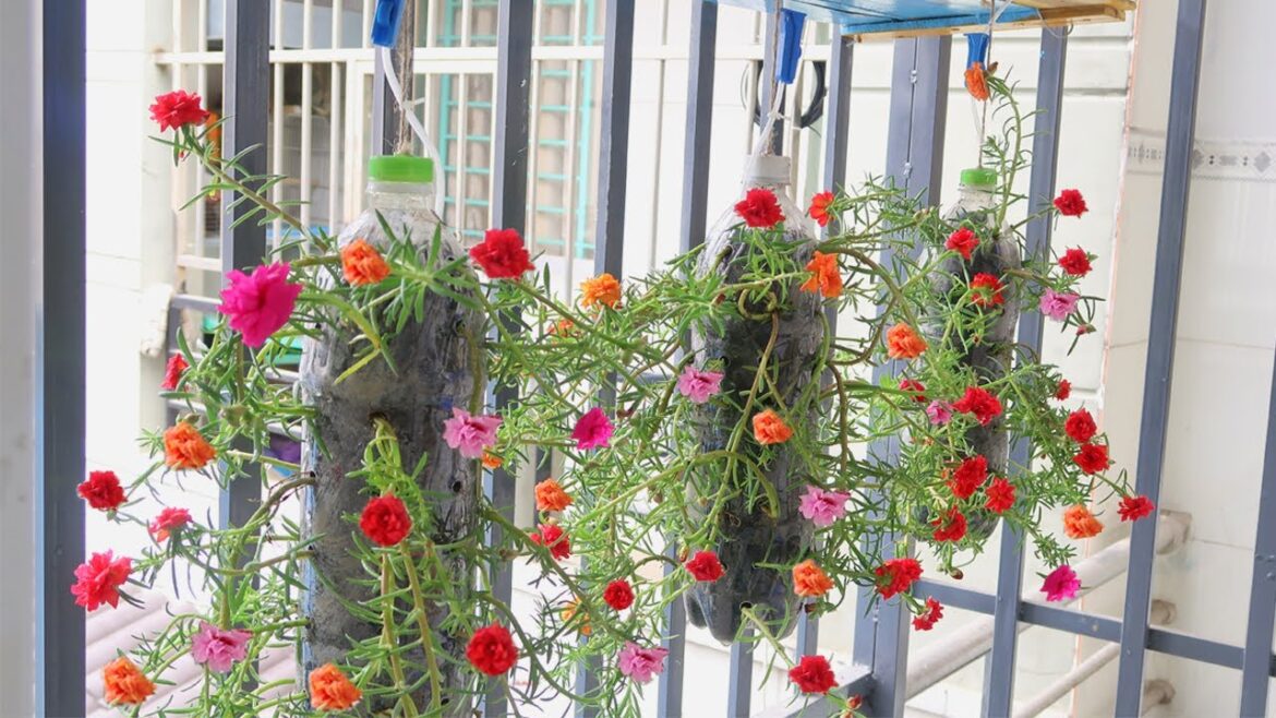 How to grow moss rose/portulaca grandiflora cutting the bottles | Garden ideas How to grow moss rose/portulaca grandiflora cutting the bottles | Garden ideas