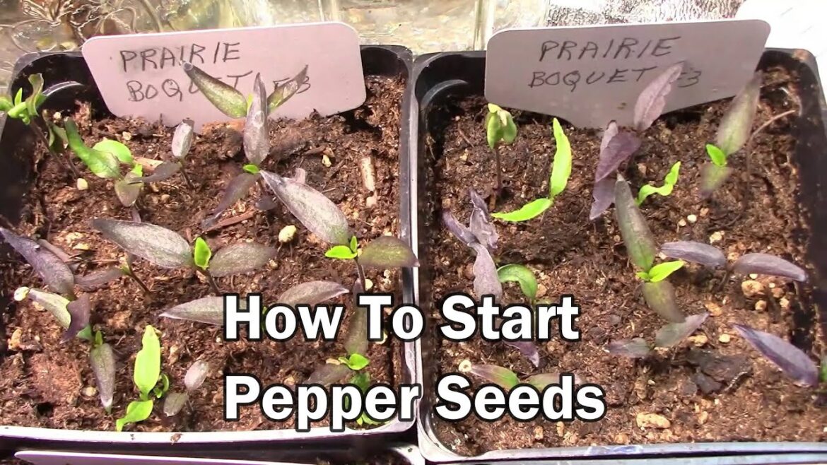 How To Start Pepper Seeds To Sprout Them In About 7 Days.