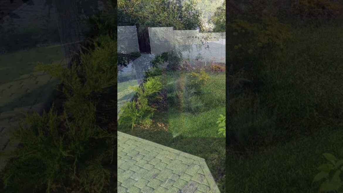 Через рік, ландшафтний дизайн до і після #shorts