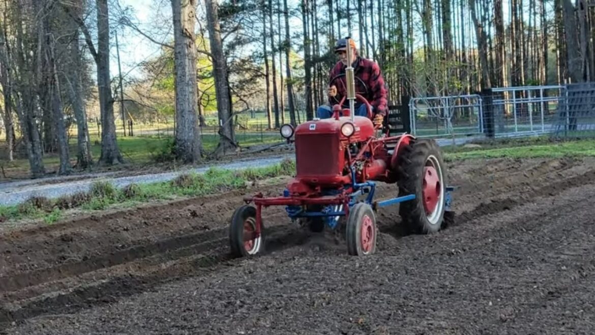 It is TIME to PLANT Yellow Wax Beans – Zone 8 – FARMALL Cub It is TIME to PLANT Yellow Wax Beans - Zone 8 - FARMALL Cub