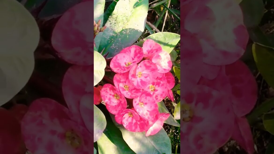 Crown of thorns on gardening design. #viral #viralvideo #gardening #shorts #shortsvideo.