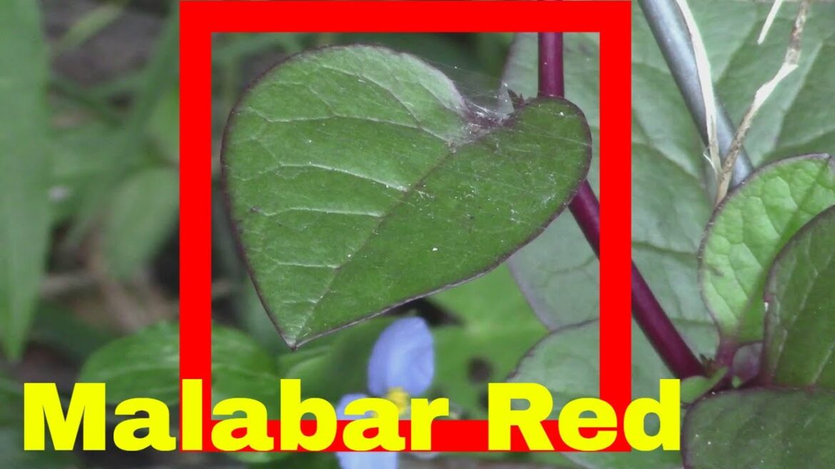 Spinach Plant Malabar Red Beautiful Edible Leaves and Stem Landscaping Garden Flower Vine Gardening