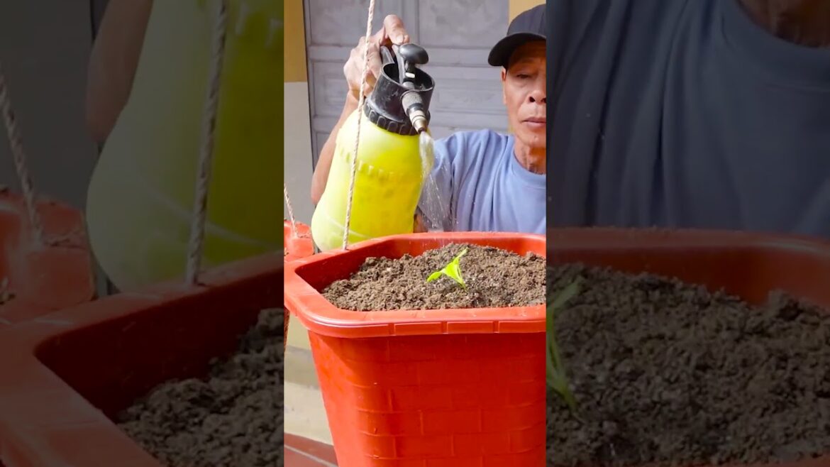 Housewife's Dream Vegetable Garden, No need for a garden