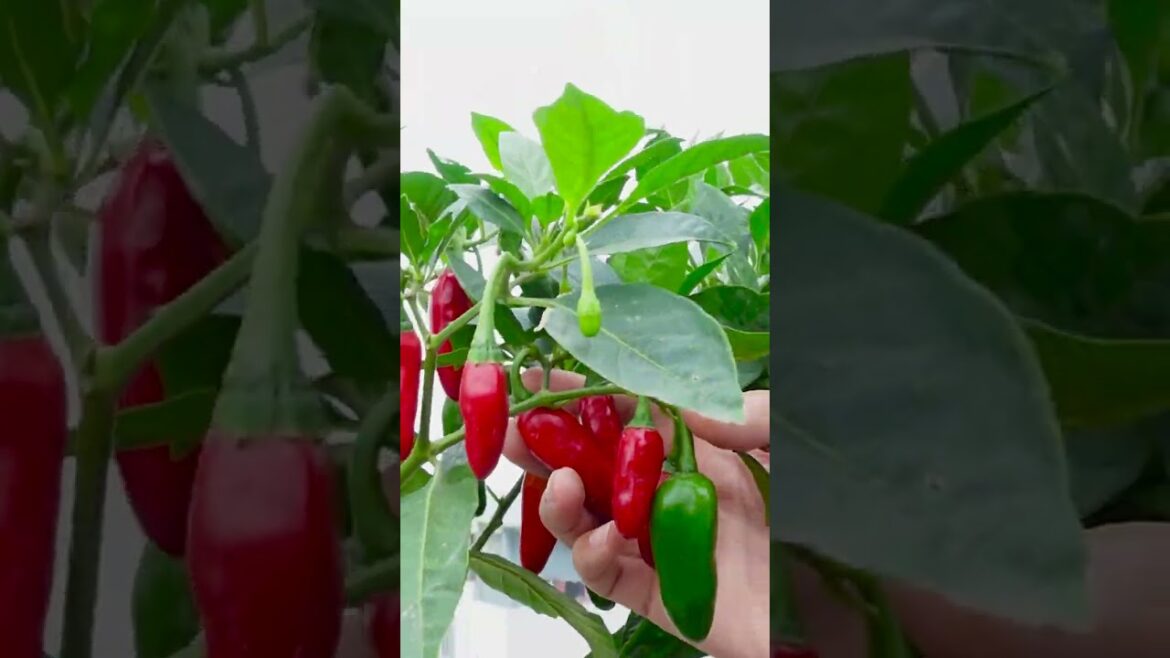 Tips for growing Chili in plastic bottles with many fruits and for year round harvest
