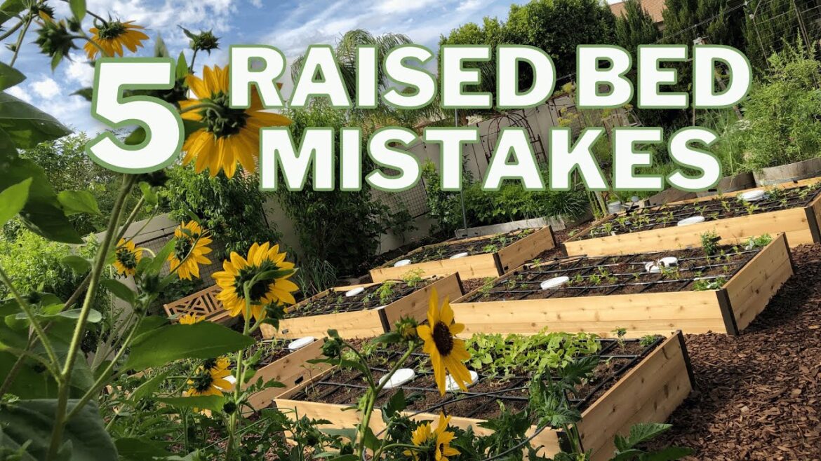 5 Raised Bed Garden Mistakes to Avoid 5 Raised Bed Garden Mistakes to Avoid