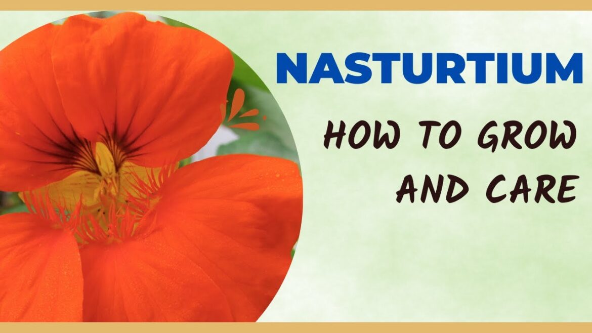 How to Grow and Care for Nasturtium Flowers
