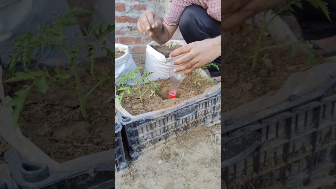 Best Watering System For Plants || Save Plants From Heat wave || Gardening Tips For gardener#shorts