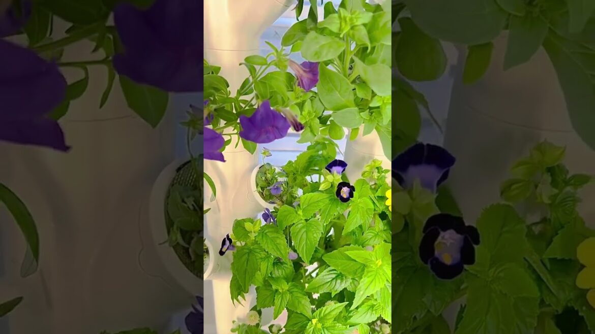 Flower Power #indoorplants