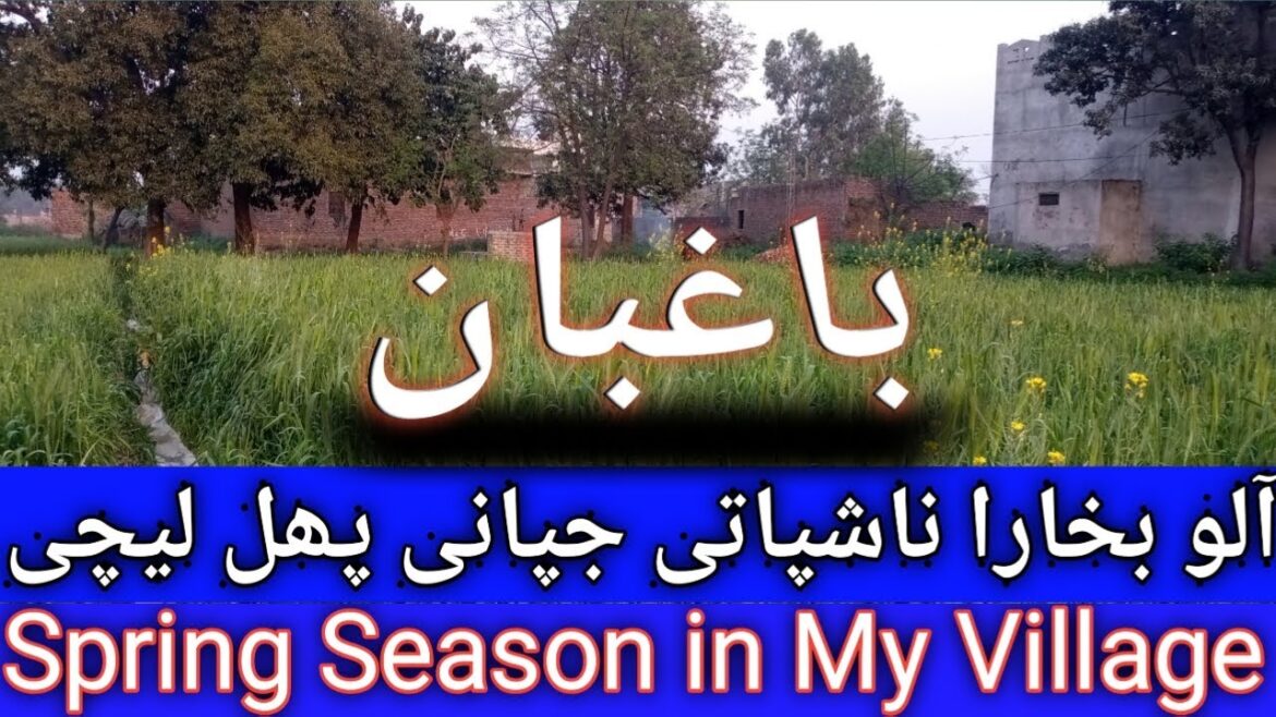 Grow Fruit Plants For Yours Family ||ناشپاتی آلو بخارہ جپانی پھل || @baghbani9492 Grow Fruit Plants For Yours Family ||ناشپاتی آلو بخارہ جپانی پھل || @baghbani9492