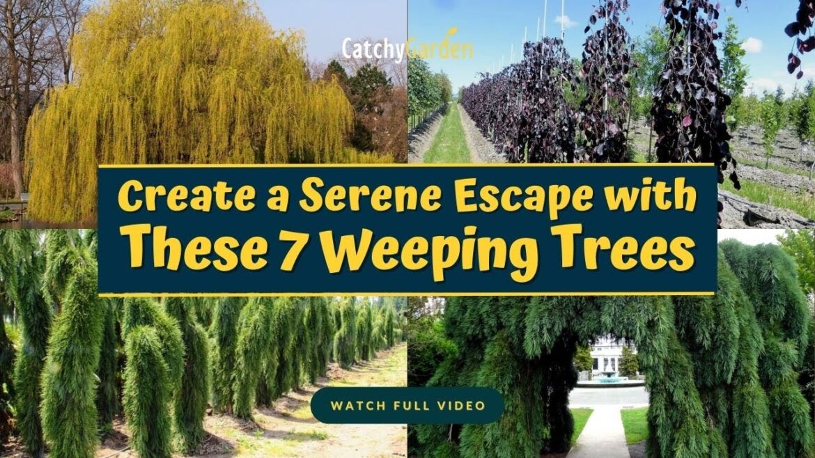 Create a Serene Escape with These 7 Weeping Trees 🍃🌳👍