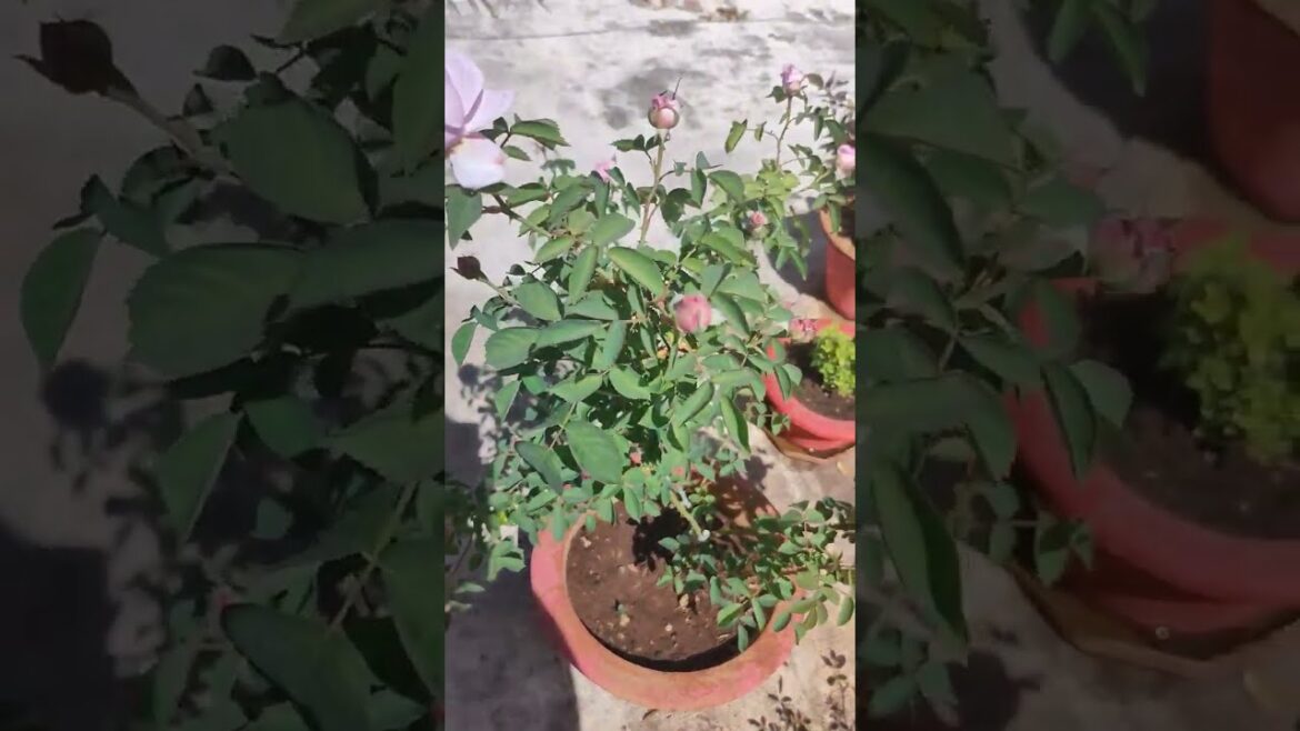 How to Gardener: Tips for A Successful Garden