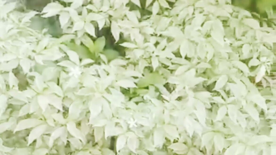 Garden design ideas. Flowers garden design. #design #flowers #gardening #growchannel #moreviews. Garden design ideas. Flowers garden design. #design #flowers #gardening #growchannel #moreviews.