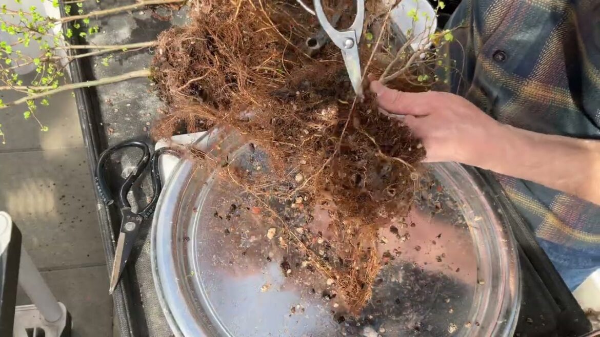 Creative Bonsai Landscape Challenge Part 8.  7-Mar-2023