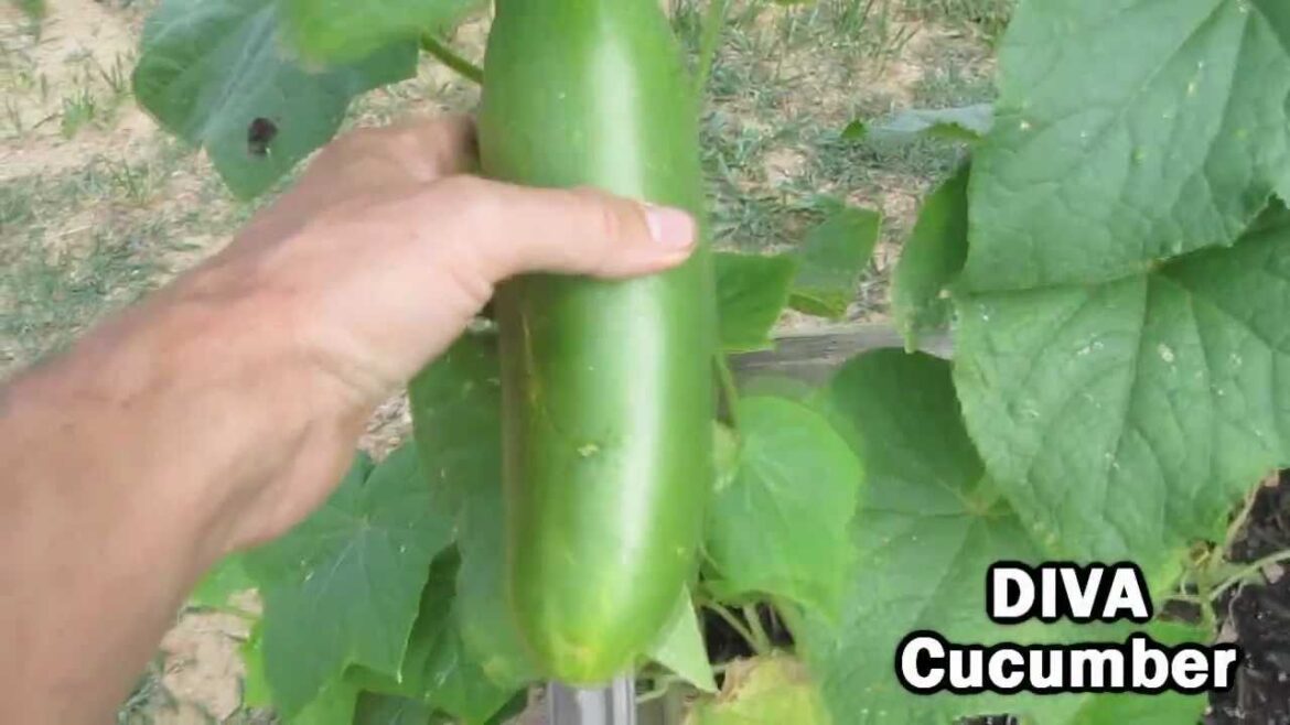 Garden Update #5 – June 23rd, 2011 – square foot raised bed vegetable gardening Garden Update #5 - June 23rd, 2011 - square foot raised bed vegetable gardening