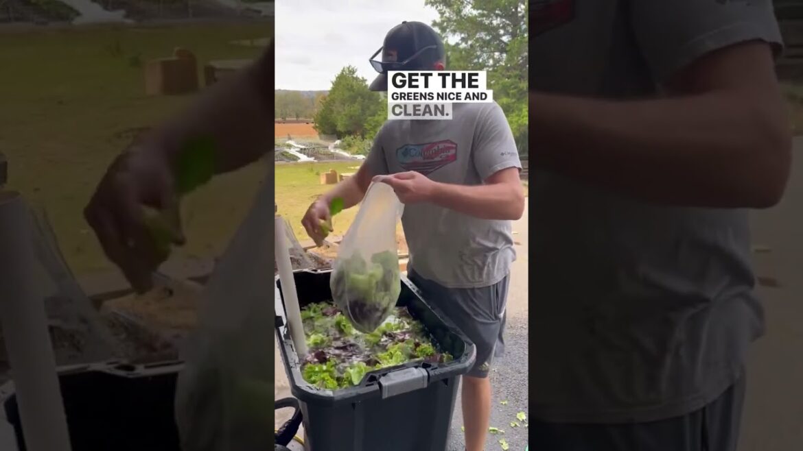 How to clean and dry lettuce from the garden #cleaninglettuce #gardening #marketgardening #shorts How to clean and dry lettuce from the garden #cleaninglettuce #gardening #marketgardening #shorts