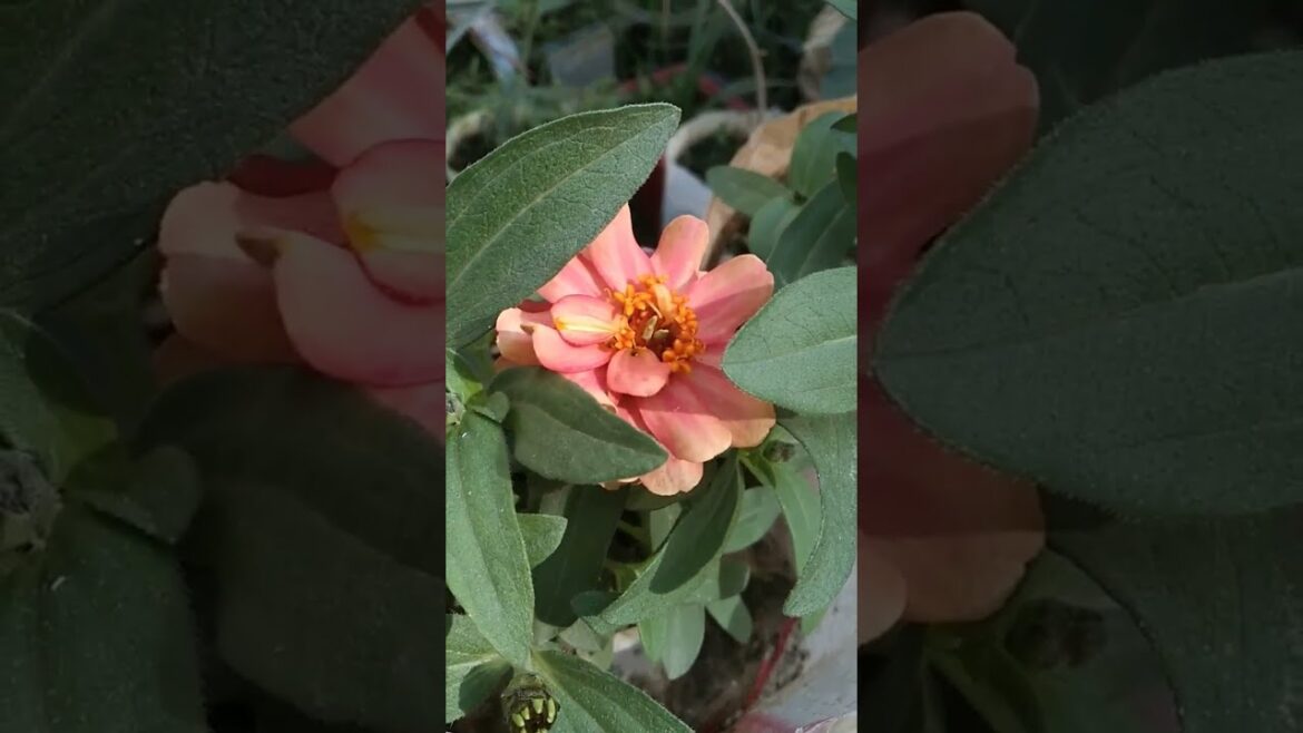 How to Gardener: Tips for A Successful Garden