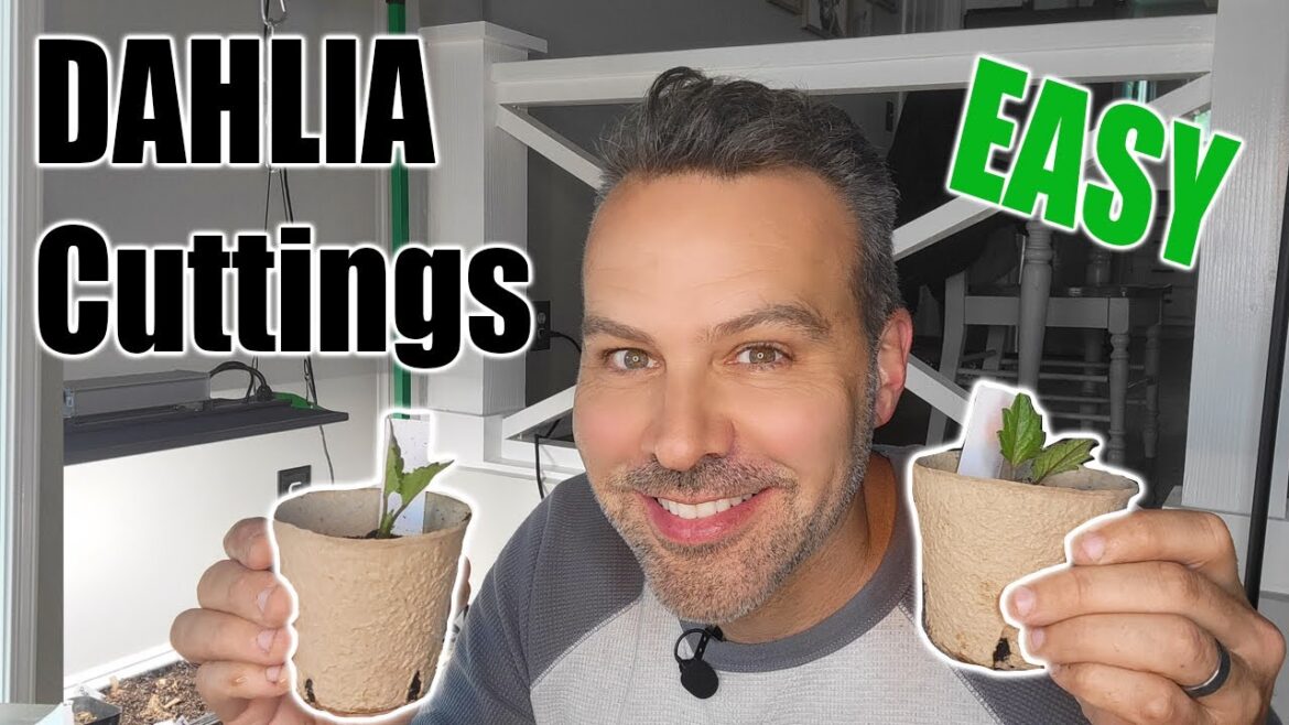 How to Have a FREE, NEVER ENDING Supply of Dahlias! // Easy Dahlia Propagation