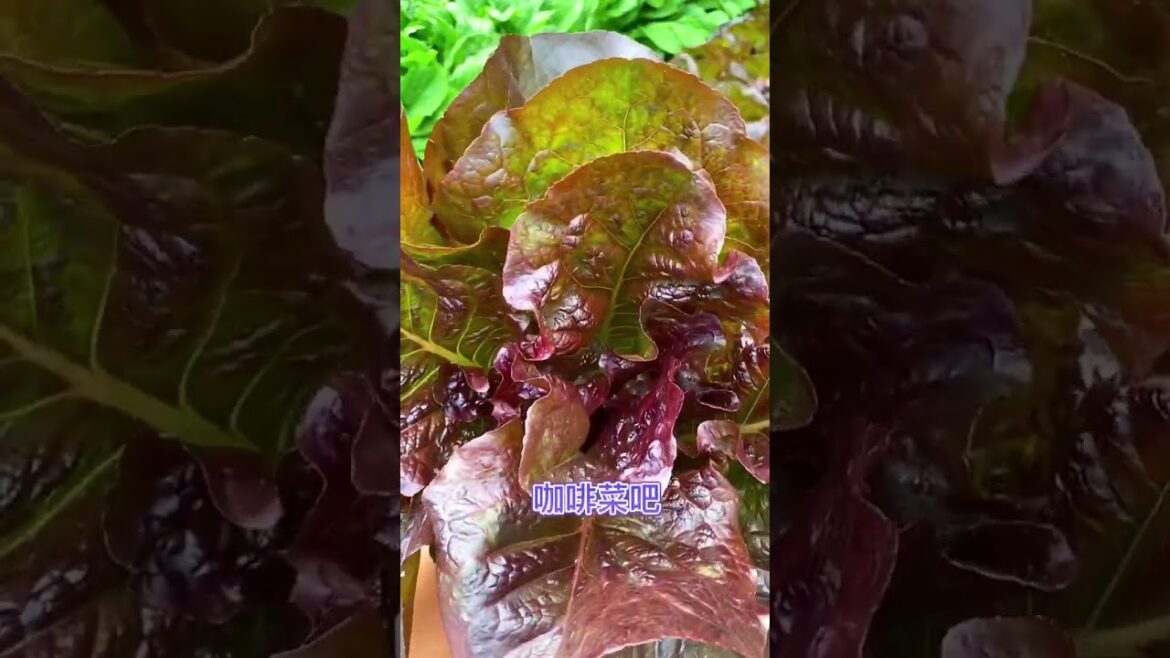 happened with garden at home happened with garden at home