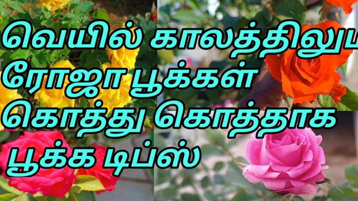 rose garden tips #summer care for rose plants#garden #nature #home #gardening #rose tips