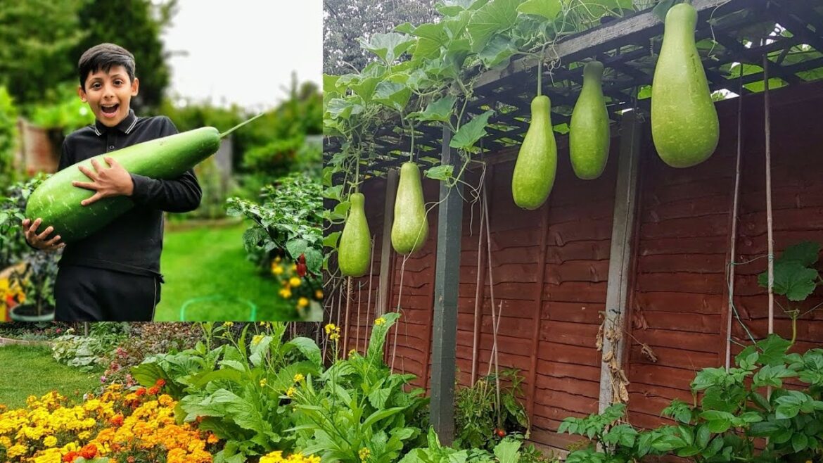 Ali Raja Garden Tour 2019 | Bangladeshi Vegetable Garden In Uk