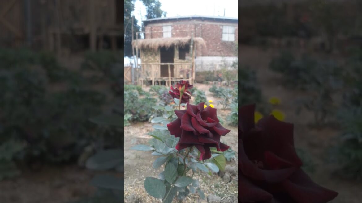 How to Gardener: Tips for A Successful Garden