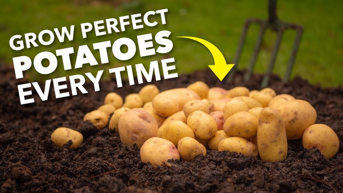 Grow Perfect Potatoes Every Time Grow Perfect Potatoes Every Time
