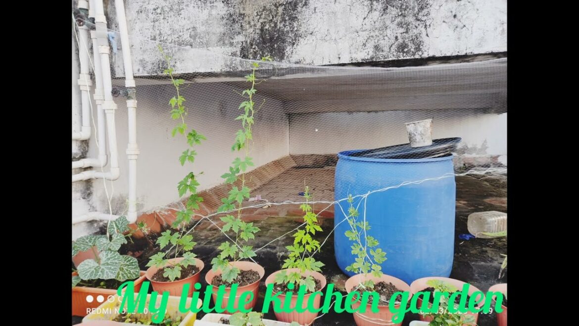 little vegetable gardening on terrace.