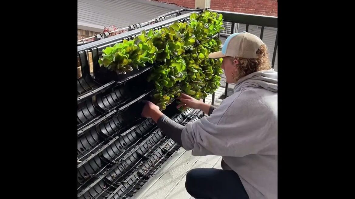 Planting a Vertical Garden for “Fixer to Fabulous” #shorts Planting a Vertical Garden for “Fixer to Fabulous” #shorts