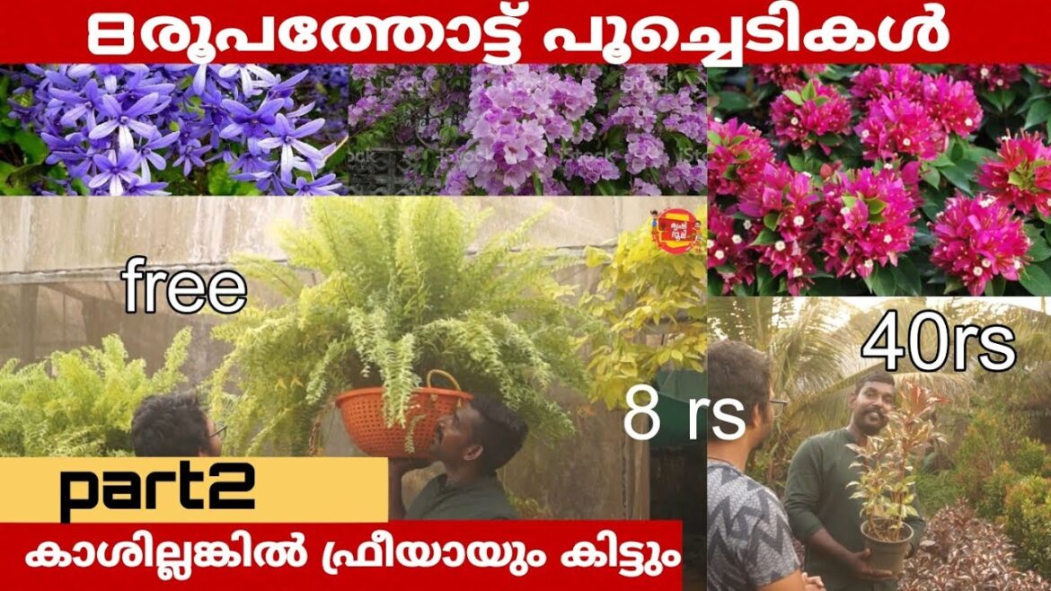 8 രൂപ തൊട്ട് പൂച്ചെടികൾ | കാശില്ലെങ്കിൽ ഫ്രീ ആയും ചെടികൾ വാങ്ങാം |Plant Nursery | part2 8 രൂപ തൊട്ട് പൂച്ചെടികൾ | കാശില്ലെങ്കിൽ ഫ്രീ ആയും ചെടികൾ വാങ്ങാം |Plant Nursery | part2