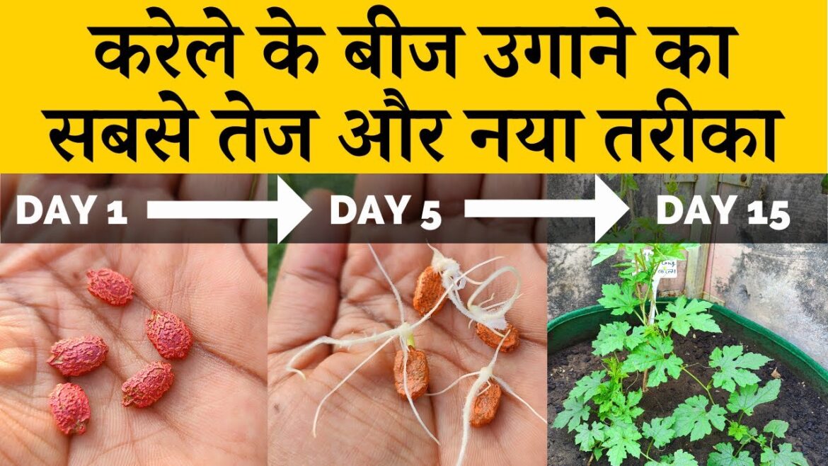 करेले के बीज कैसे उगाएं | How to Germinate Bitter Gourd Seeds Fast | Karele Ke Beej Kaise Ugaye
