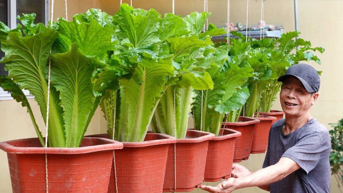 Housewife's Dream Vegetable Garden, No need for a garden
