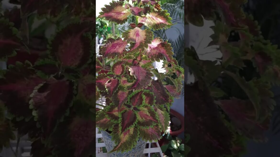 How to Gardener: Tips for A Successful Garden