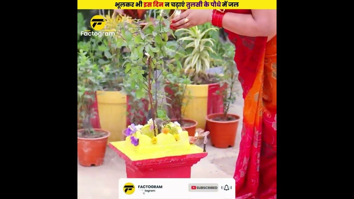 इस दिन भूलकर भी न चढ़ाएं तुलसी के पौधे में जल 😳😳 #shorts #dailyfacts