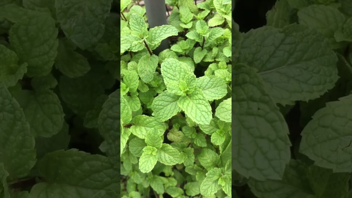 Simple method to grow mint leaves in recycled container #gardening #mint