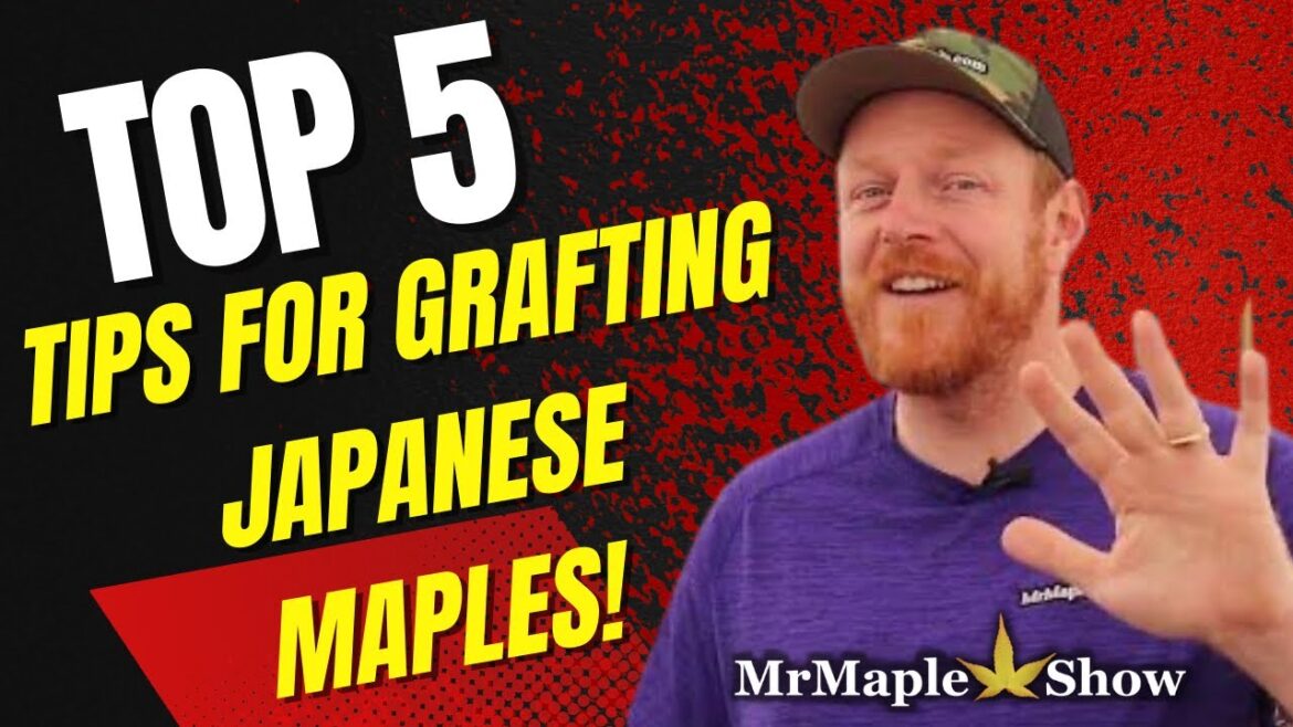 Top 5 Tips for Grafting Japanese Maples! From MrMaple.com