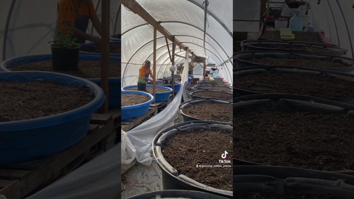 Veggie garden getting ready