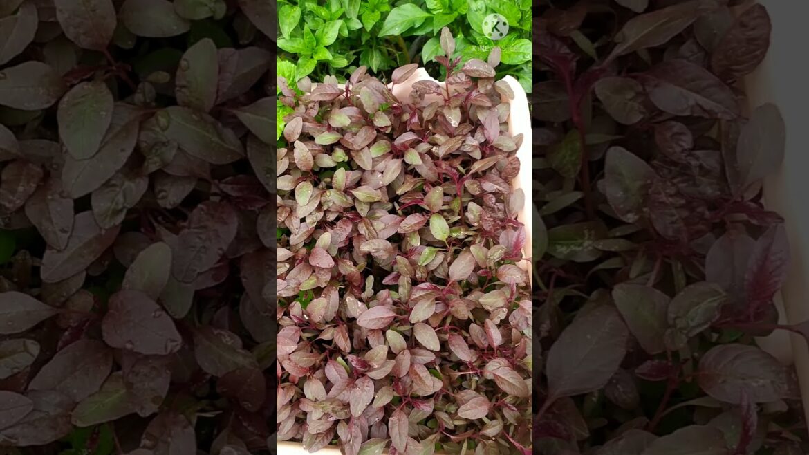#Short How To Grow Vegetables In Containers, Container Gardening, Grow Vegetables In A Container🌱. #Short How To Grow Vegetables In Containers, Container Gardening, Grow Vegetables In A Container🌱.