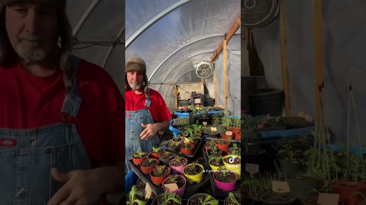 New York State zone 5a still clipping greens