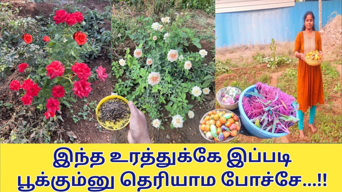 நம்ம தோட்டத்து பூக்கள் மற்றும் காய்கறிகள் அறுவடை செய்யலாம்|| Garden ideas tamil #rose garden
