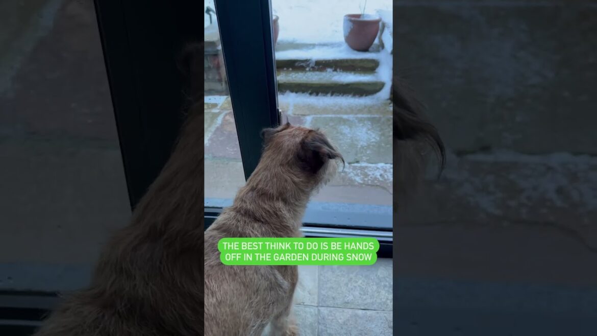 Winter gardening tricks & hacks! #gardening #gardendesign Winter gardening tricks & hacks! #gardening #gardendesign