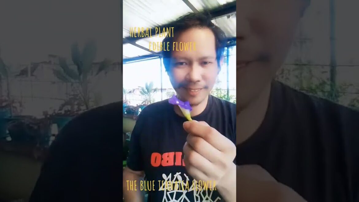 EDIBLE FLOWER WITH ANTI-AGING PROPERTIES #blueternatea EDIBLE FLOWER WITH ANTI-AGING PROPERTIES #blueternatea