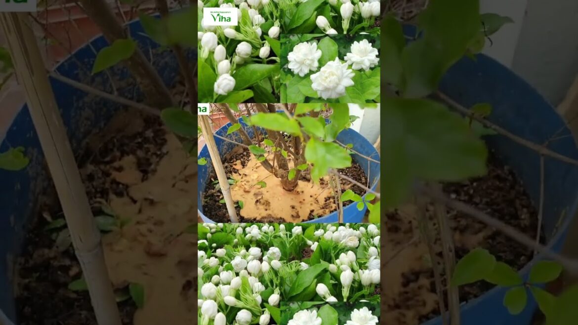 மொட்டை மாடி தோட்ட பராமரிப்பு | Anitha Pushpavanam Kuppusamy Terrace Garden Tips