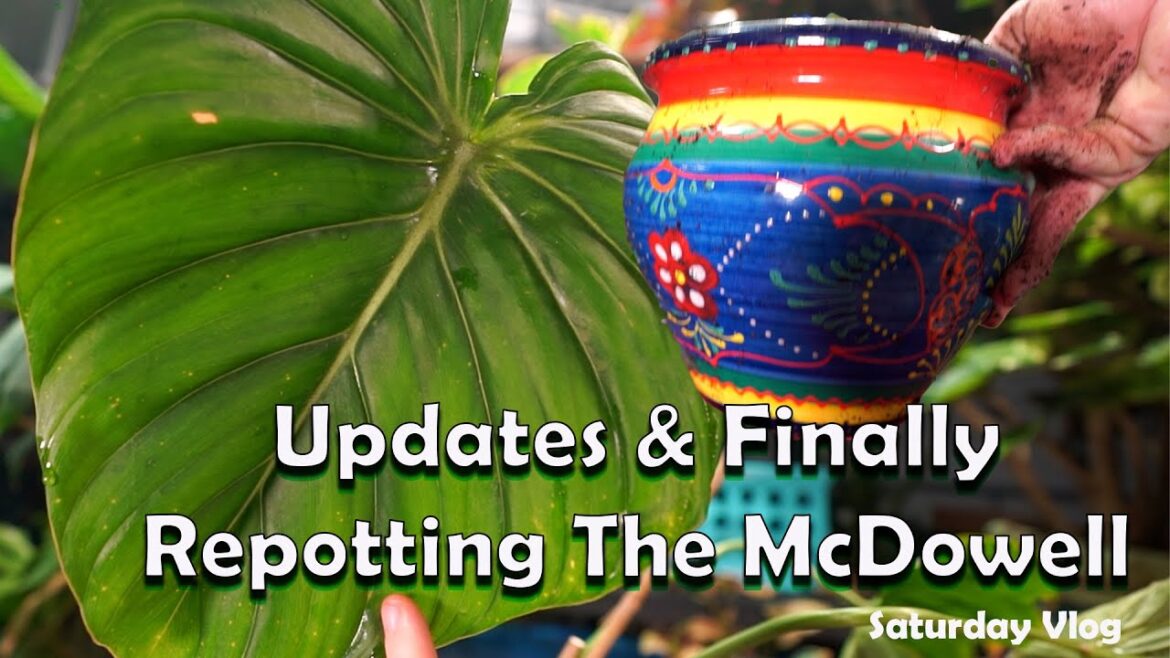 Updates & Repotting a Philodendron Dean McDowell || Saturday Vlog