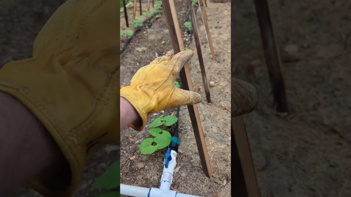 Pole Bean Climbing Trellis- How to! #shorts #foryou #garden #gardening Pole Bean Climbing Trellis- How to! #shorts #foryou #garden #gardening