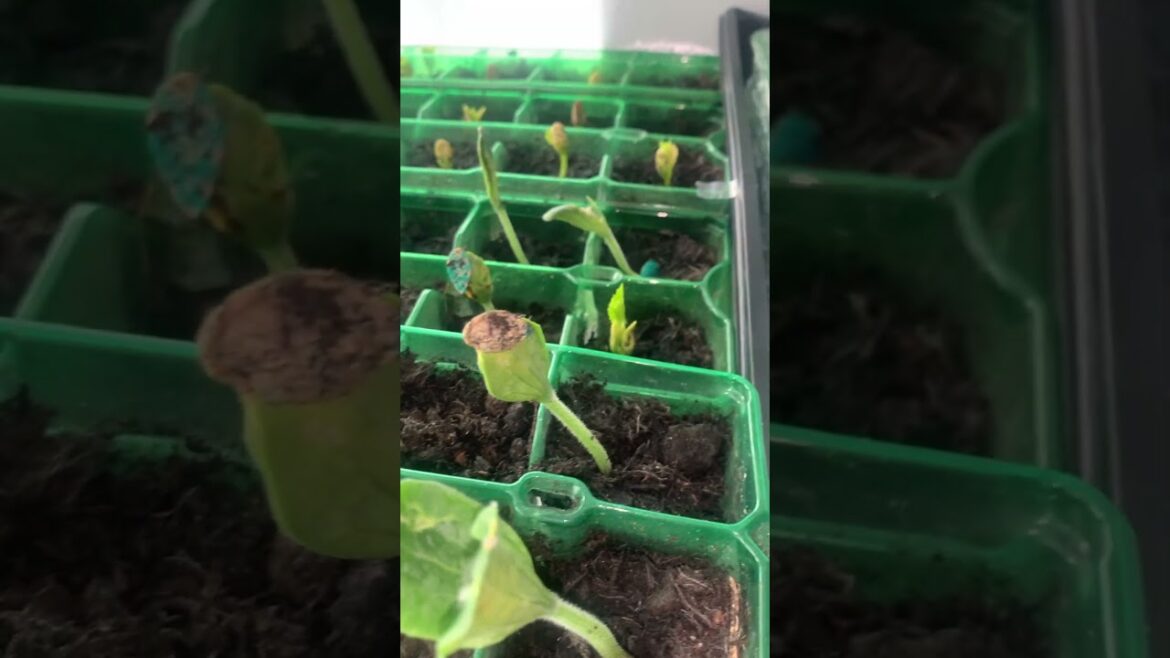 Pumpkin & malabar Spinach plant # #gardening #uk Pumpkin & malabar Spinach plant # #gardening #uk
