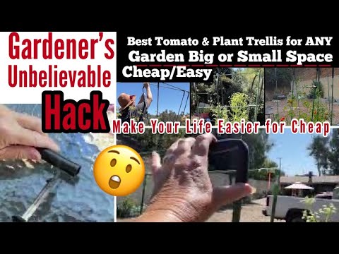 Cheap Vertical Gardening EASY Design Use Tomato Plant Stake Trellis/Cage Container Garden Raisedbed Cheap Vertical Gardening EASY Design Use Tomato Plant Stake Trellis/Cage Container Garden Raisedbed