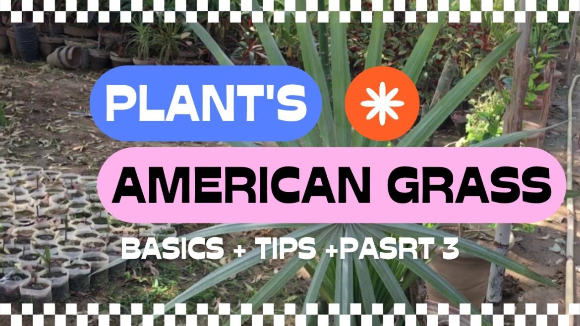 || AMERICAN GRASS || PART 3 GARDENING Tips With #AP&SF# || AMERICAN GRASS || PART 3 GARDENING Tips With #AP&SF#