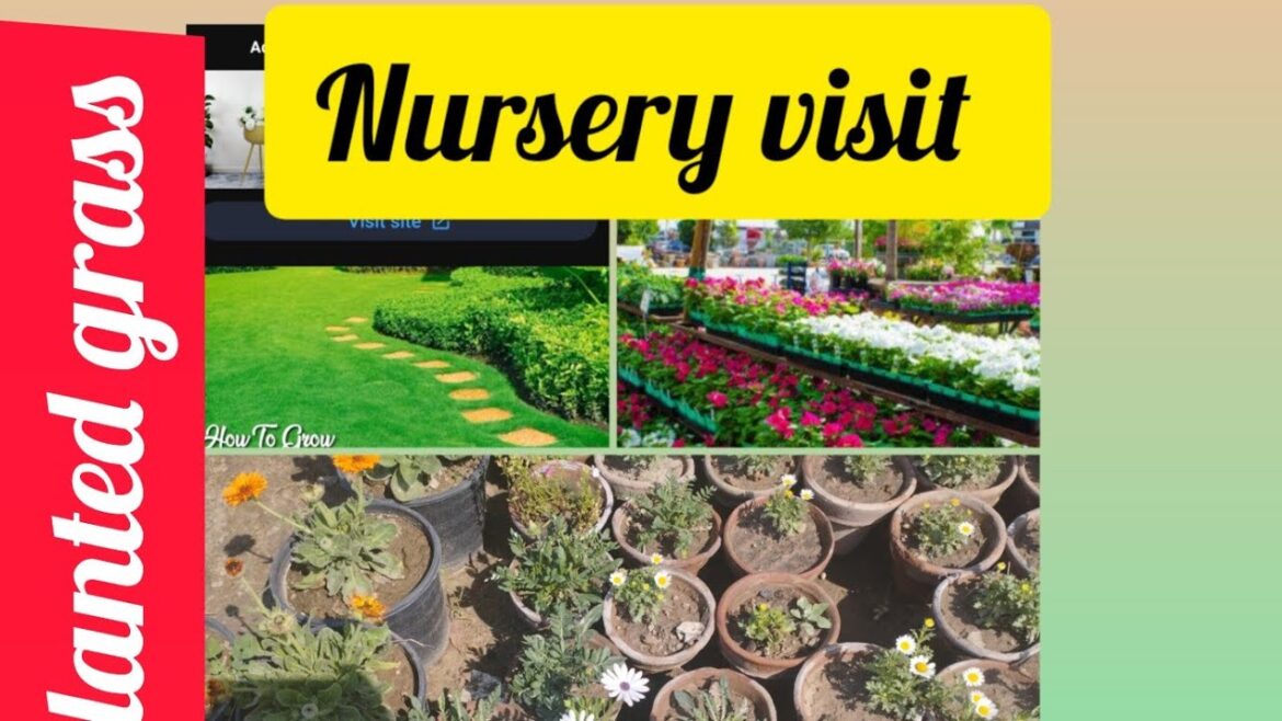 nursery visit | Korean grass plantation | gardening tips nursery visit | Korean grass plantation | gardening tips